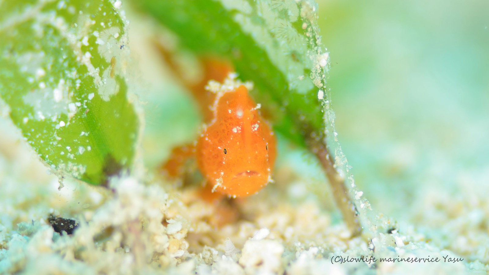 カエルアンコウの幼魚・体長1cm＠恩納村